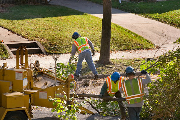 The Steps Involved in Our Tree Care Process in Tuscaloosa, AL